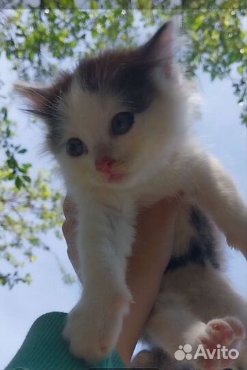 Кошка в дар бесплатно