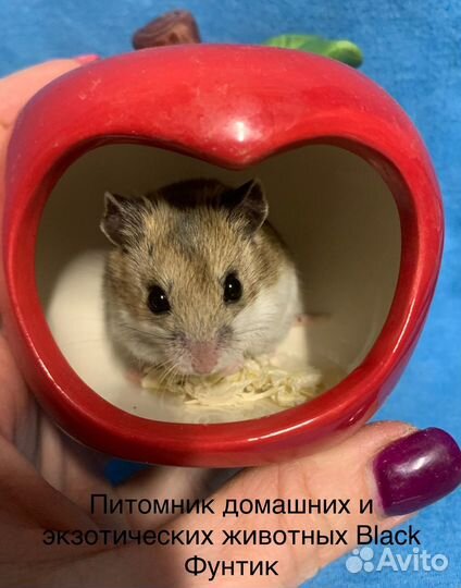 Песчанки и хомяки