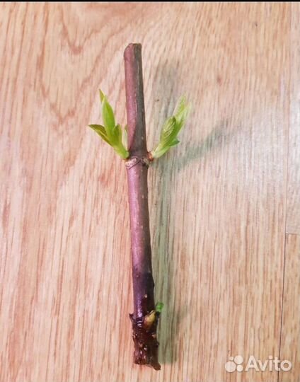 Неукорененные черенки гортензии