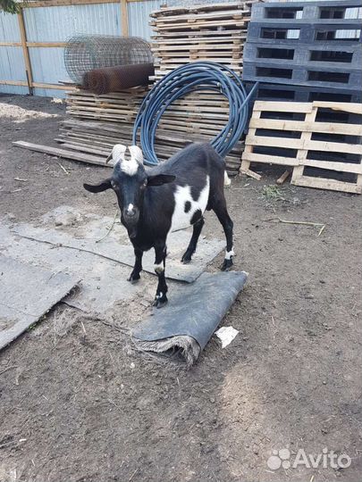 Козел зааненский