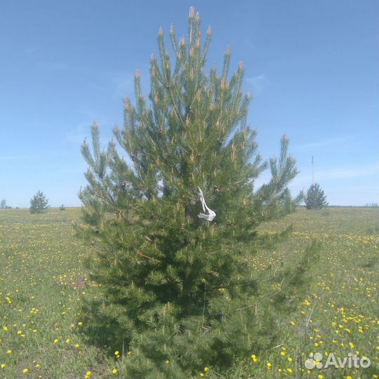 Саженцы ели,сосны обыкновенной саженцы