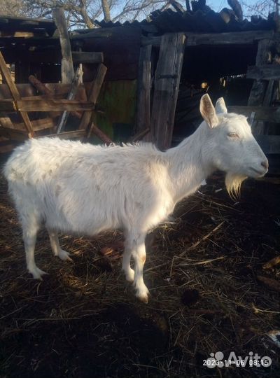 Коза дойная