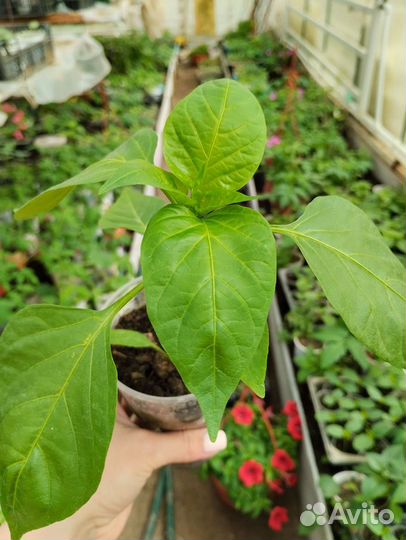 Рассада перца