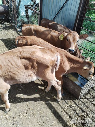Телята бычки доставка