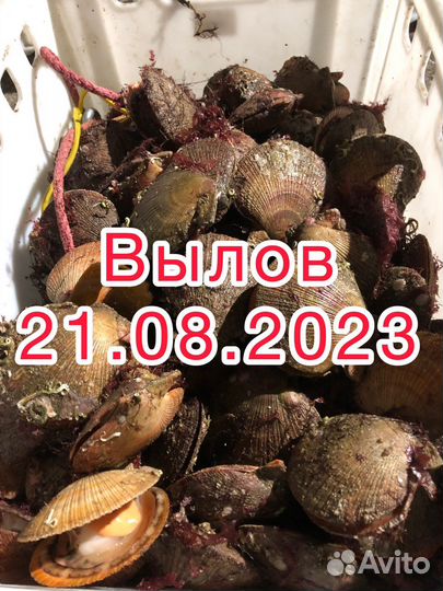 Морской гребешок