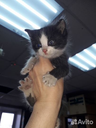 Котята в добрые руки даром бесплатно