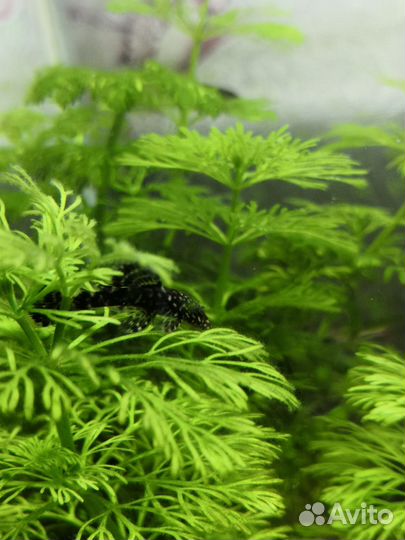 Аквариумные рыбки сомики