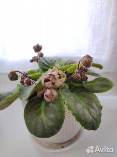 Фиалка (листики) TV-Жемчужина Нила