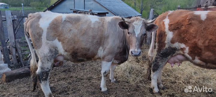 Корова дойная