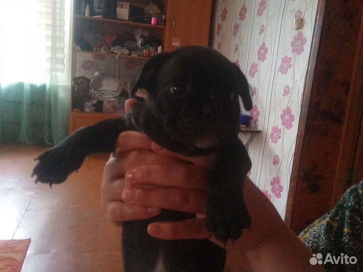 Французский бульдог