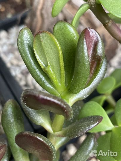 Крассула хоббит