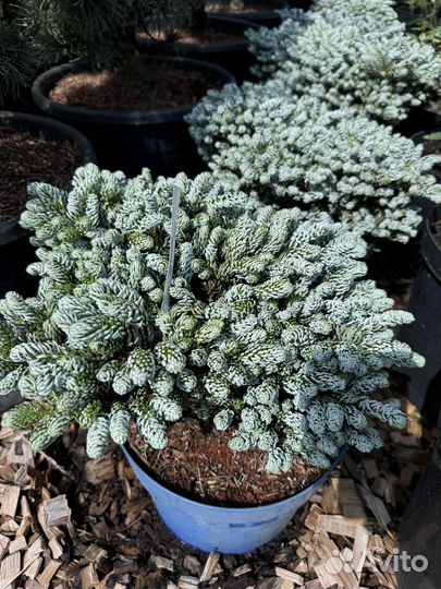 Пихта айсбрекер