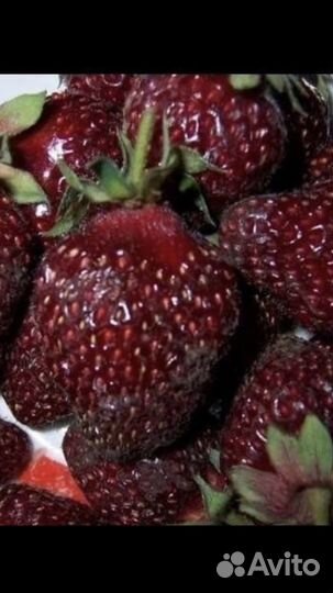 Клубника Земклуника Изабелла