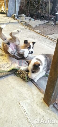 Щенки западно сибирской лайки