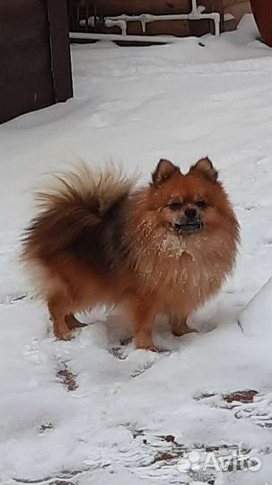 Вязка. Шпиц мини