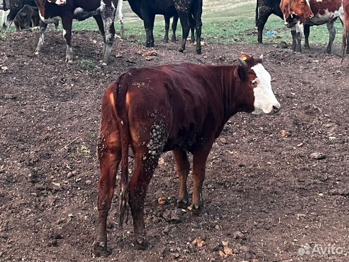 Телки годовалые