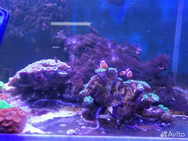 Морской аквариум 360 литров