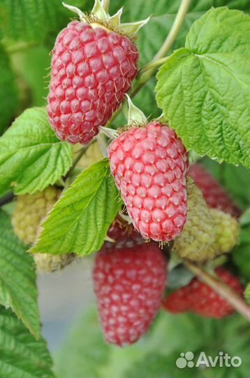 Саженцы малины Сoкoлица