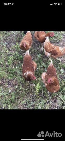 Куры несушки