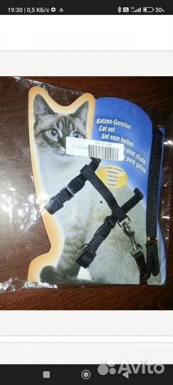 Редкая раковина мурекса из тропиков