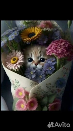 Котенок ищет дом