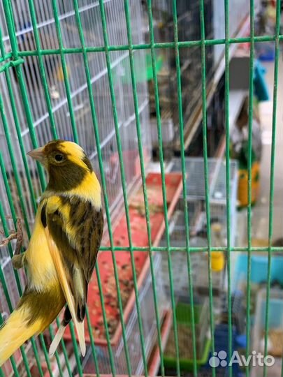 Кенара и канарейки