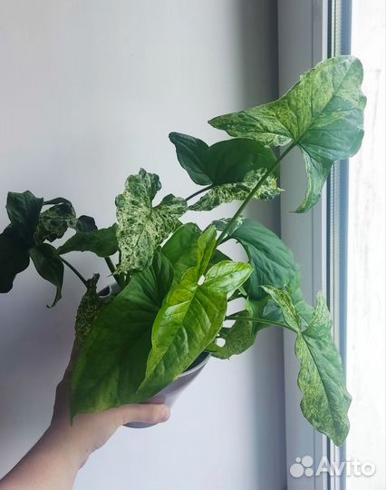 Сингониум моттлед мохито