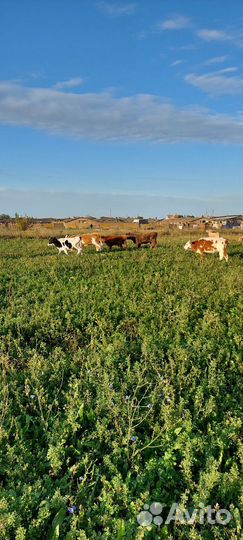 Телки коровы бычки