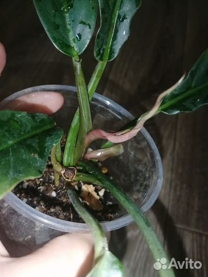 Филодендрон карамель плуто