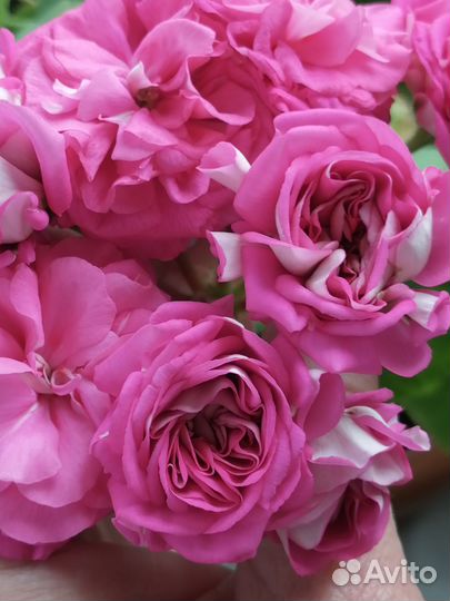 Акционный набор пеларгоний