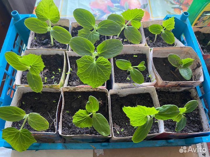 Рассада огурцов