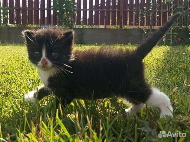 Котенок мальчик в добрые руки (1мес)