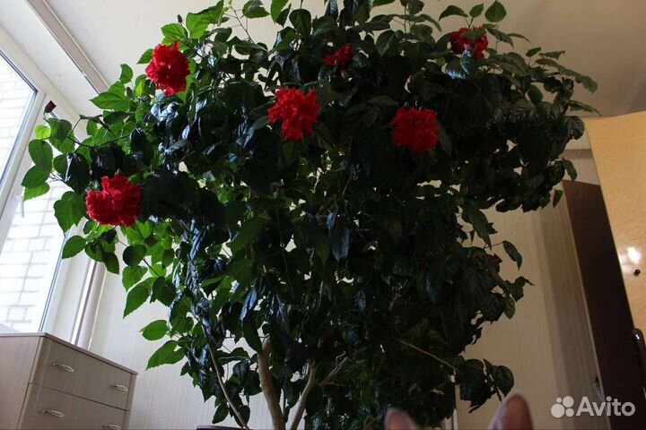 Китайская роза