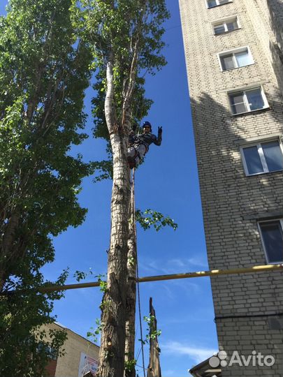 Спил деревьев