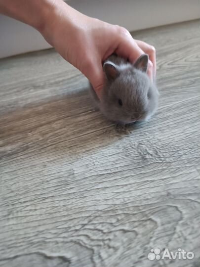 Зайчик микро мальчик