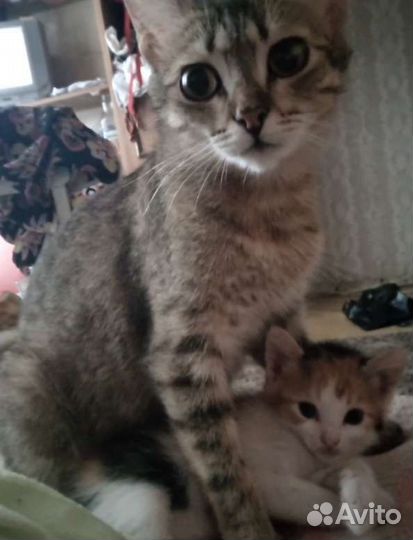 Кошка в дар бесплатно
