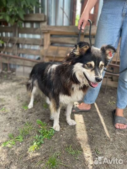 Собака в добрые руки