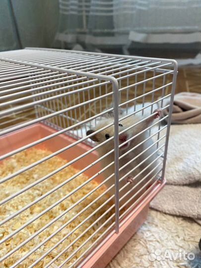 Сирийский хомяк с клеткой