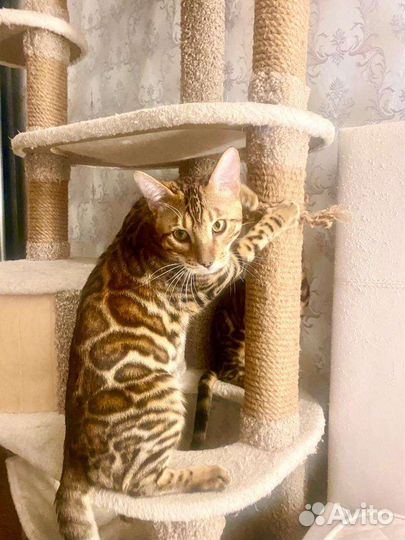 Бенгальский кот вязка