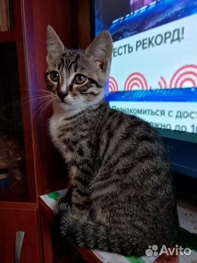Кошка