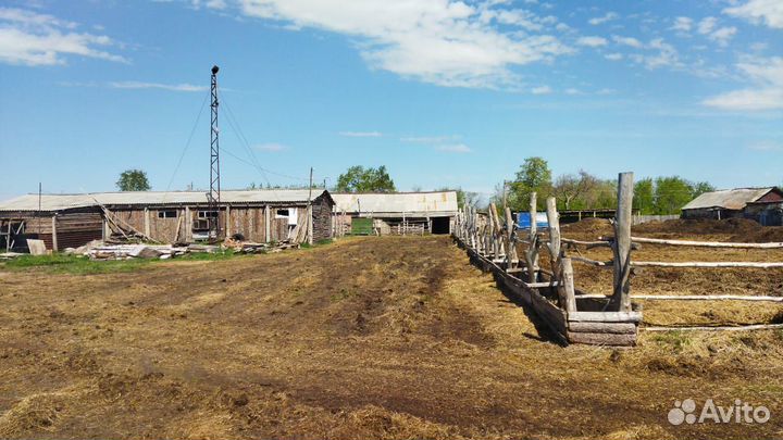 Животноводческая ферма продаю