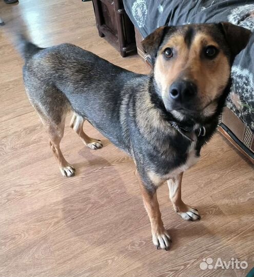 Собака Буся