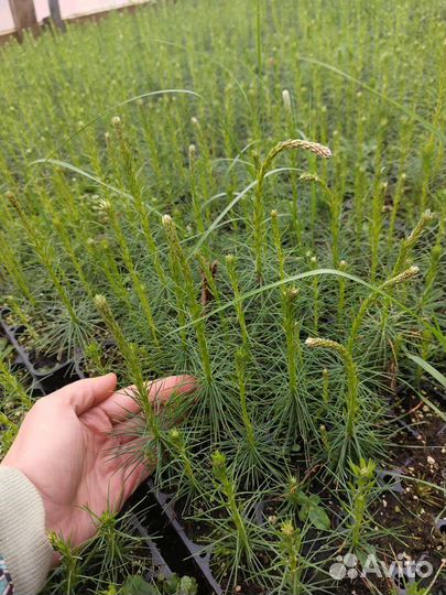 Саженцы ели зкс от производителя