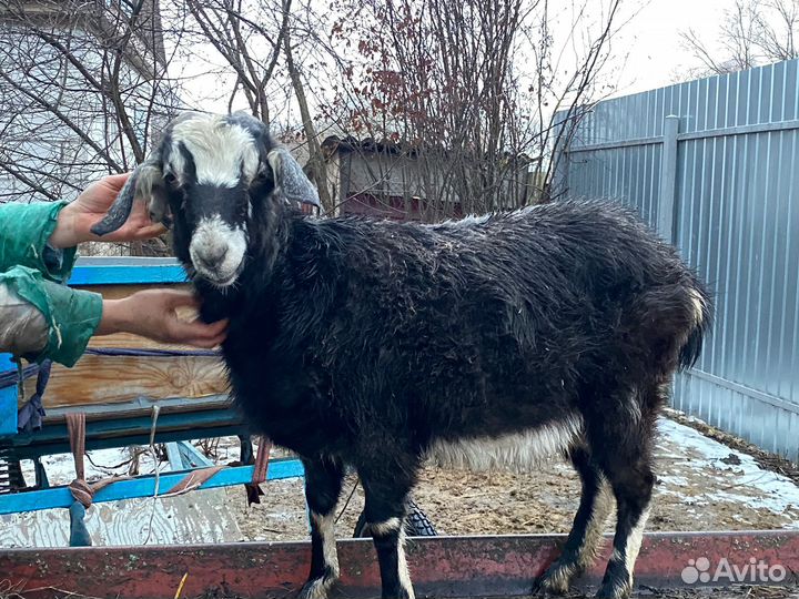 Молодые козочки