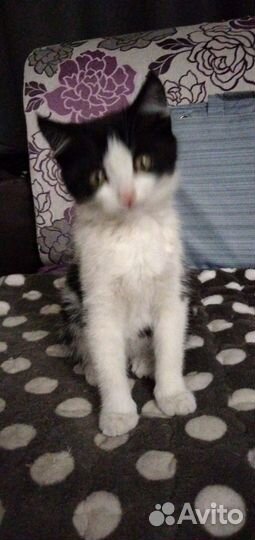 Отдадим бесплатно котенка (мальчик)