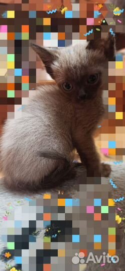 Котята Бурмы