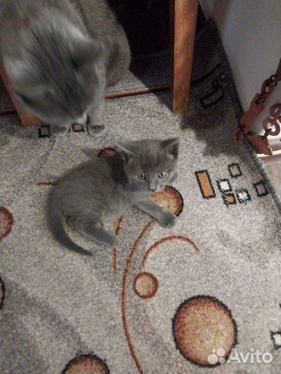 Котята русская голубая