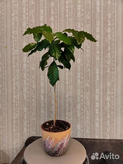 Кофейное дерево (комнатное растение)