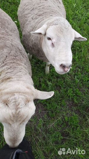 Бараны тексель