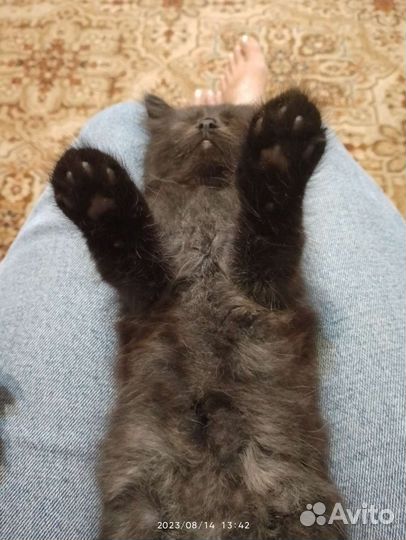 Котята в добрые руки бесплатно